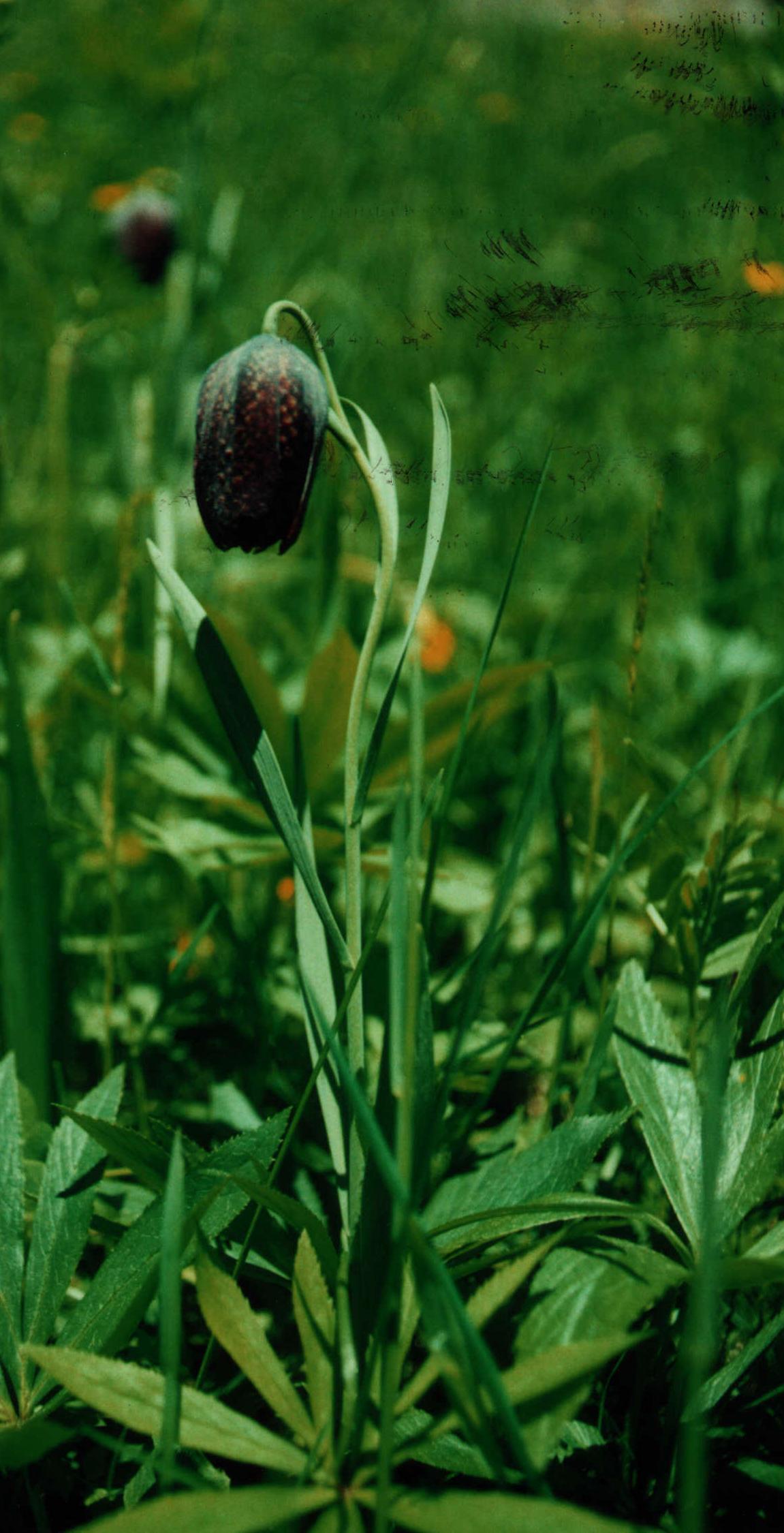 Fritillaria burnatii / Fritillaria di Burnat